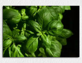 Deko-Leinwand Basilikum