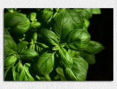 Deko-Leinwand Basilikum